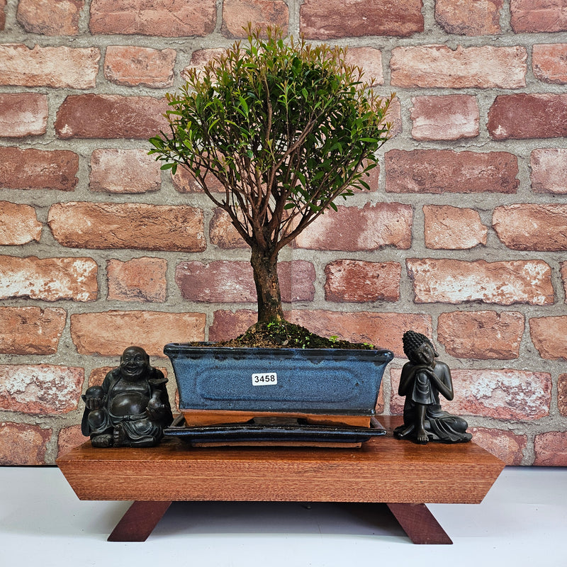 Brush Cherry (Syzygium) Bonsai Tree | Broom | In 20cm Pot