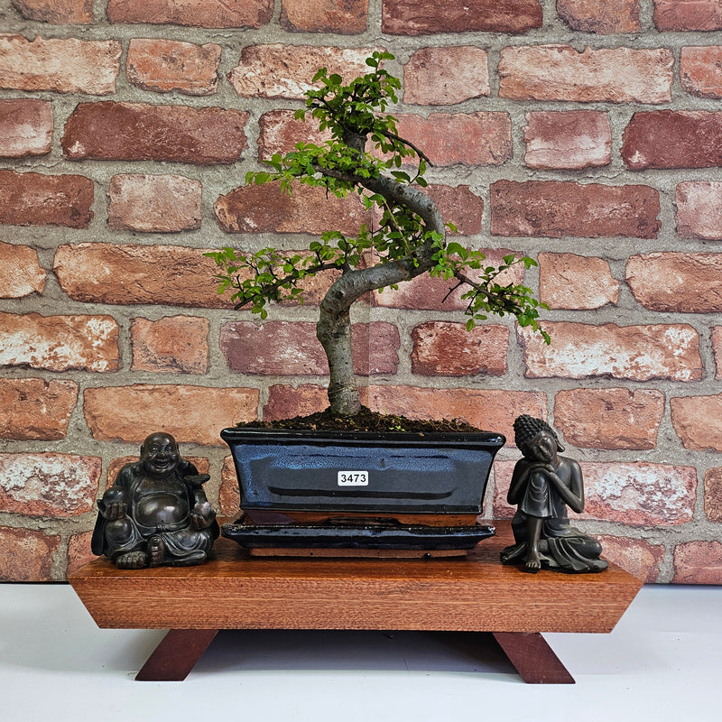 Chinese Elm (Ulmus Parvifolia) Bonsai Tree | Shaped | In 20cm Pot