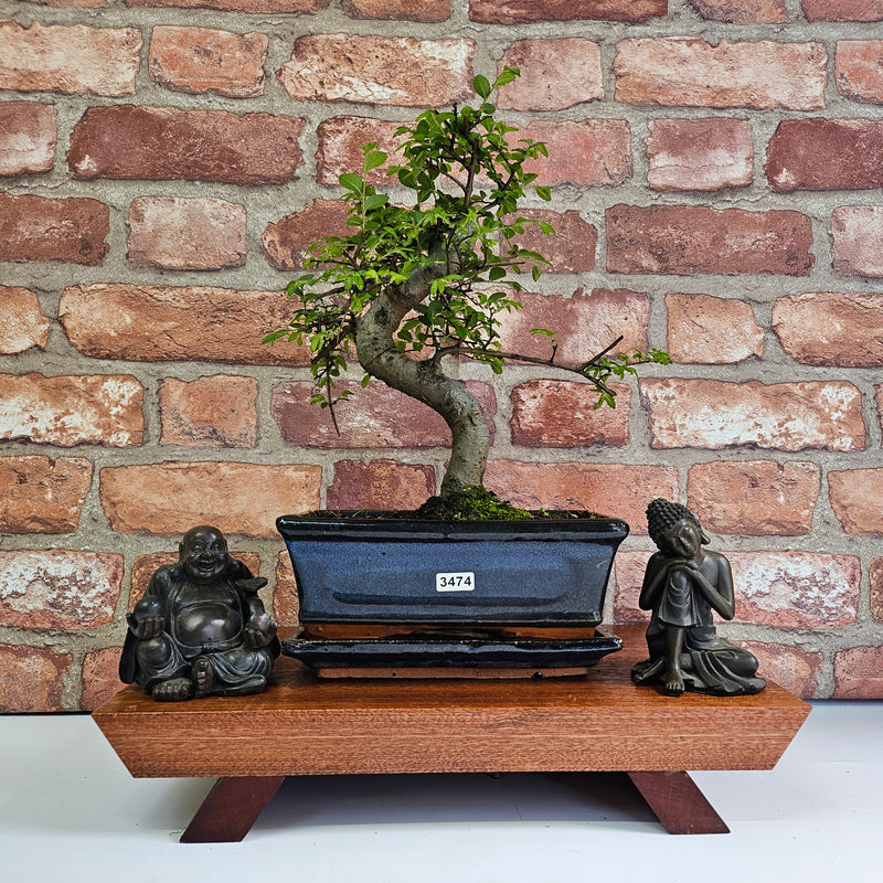 Chinese Elm (Ulmus Parvifolia) Bonsai Tree | Shaped | In 20cm Pot