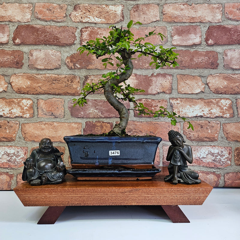 Chinese Elm (Ulmus Parvifolia) Bonsai Tree | Shaped | In 20cm Pot