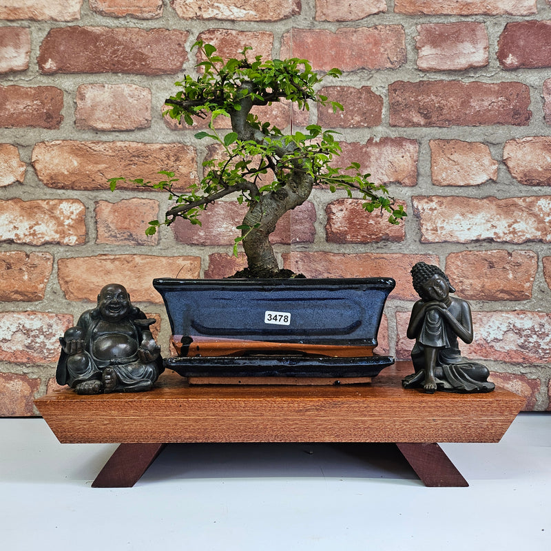 Chinese Elm (Ulmus Parvifolia) Bonsai Tree | Shaped | In 20cm Pot