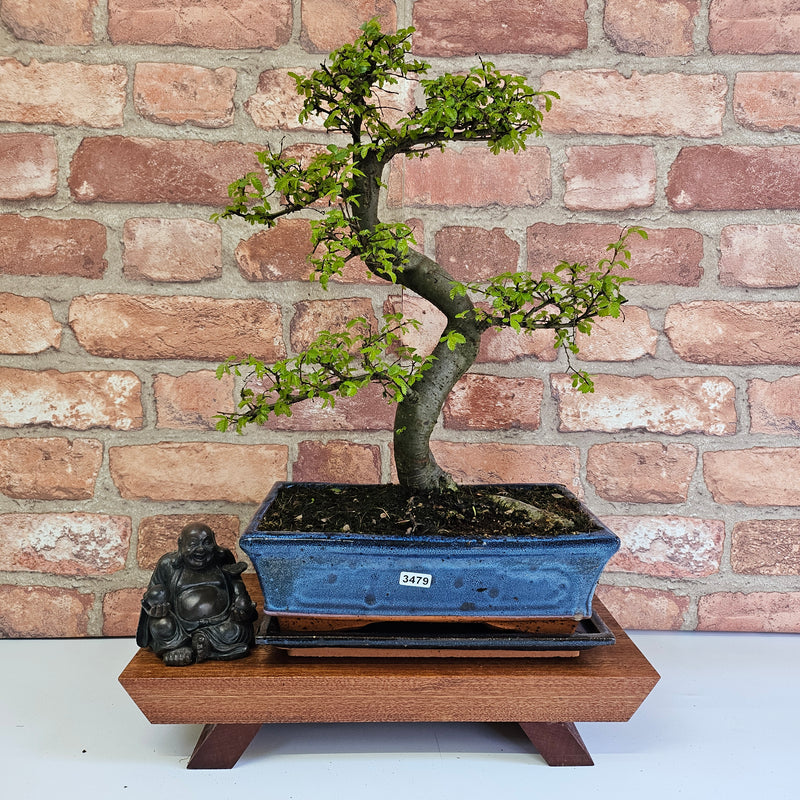 Chinese Elm (Ulmus Parvifolia) Bonsai Tree | Shaped | In 25cm Pot