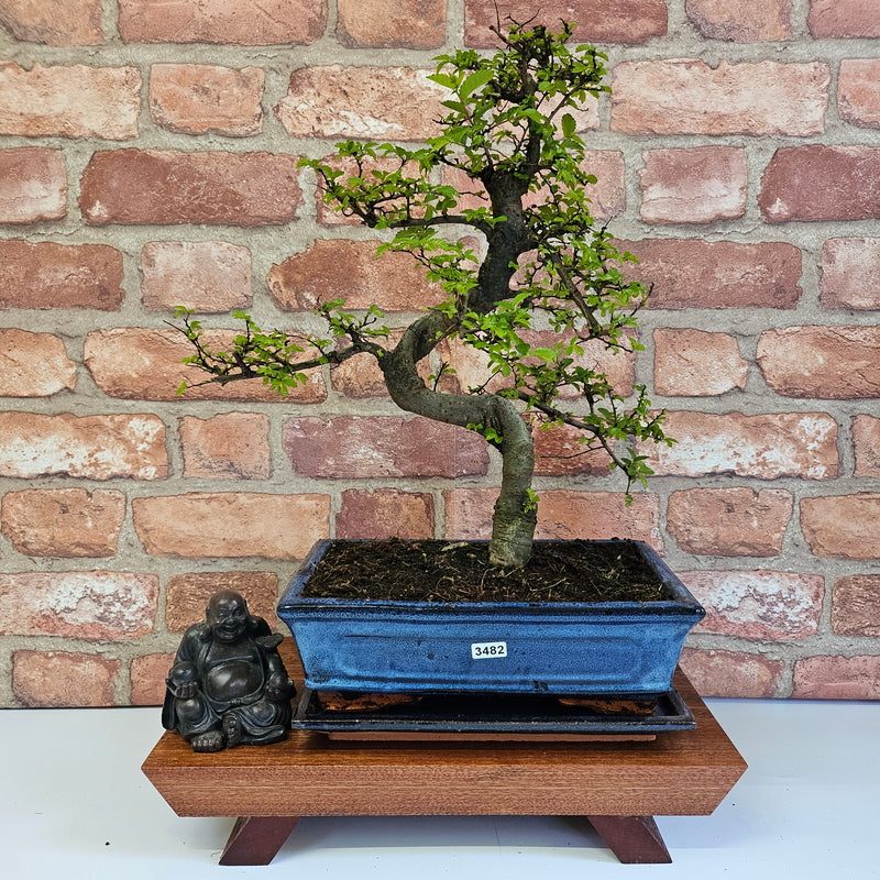 Chinese Elm (Ulmus Parvifolia) Bonsai Tree | Shaped | In 25cm Pot