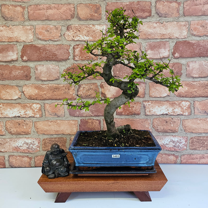 Chinese Elm (Ulmus Parvifolia) Bonsai Tree | Shaped | In 25cm Pot