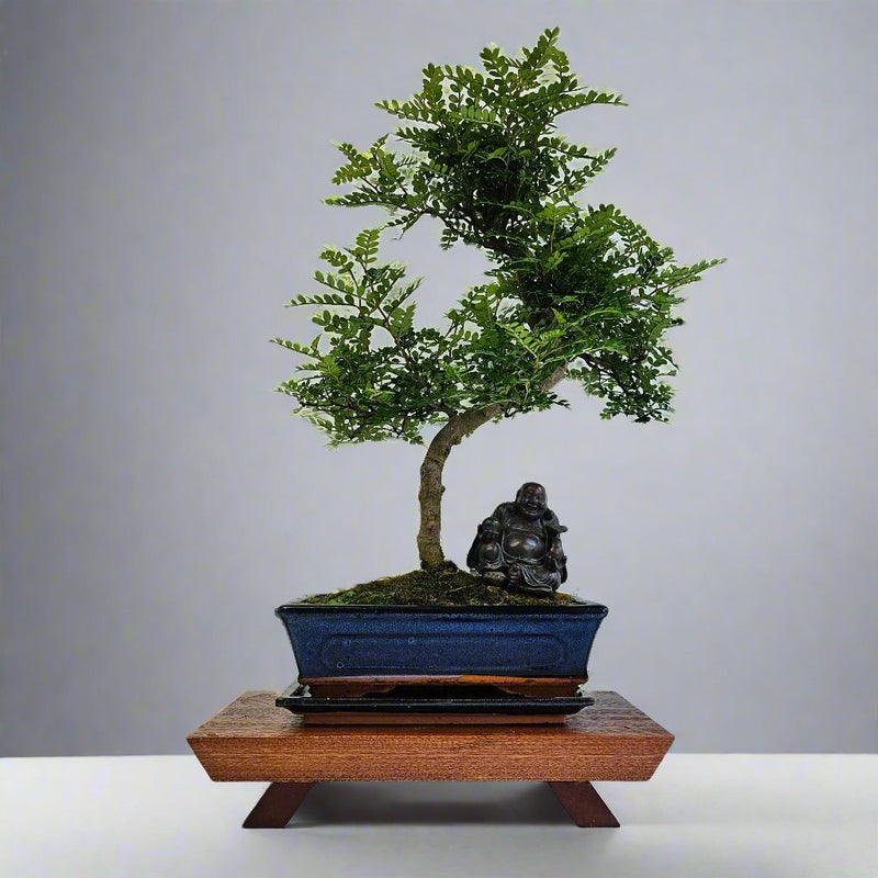 Chinese Pepper (Zanthoxylum Pipertum) Bonsai Tree | Shaped | In 25cm Pot