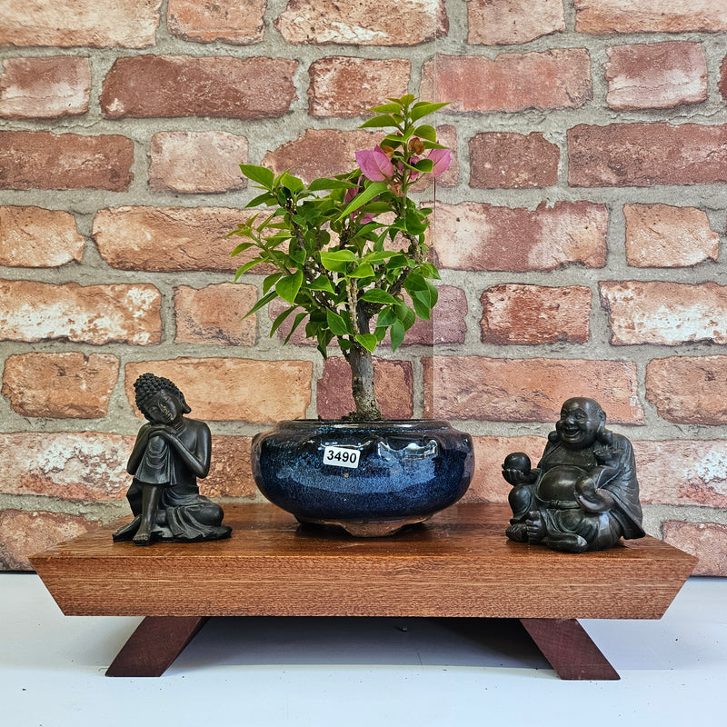 Bougainvillea Bonsai Tree | Broom | In 15cm Pot