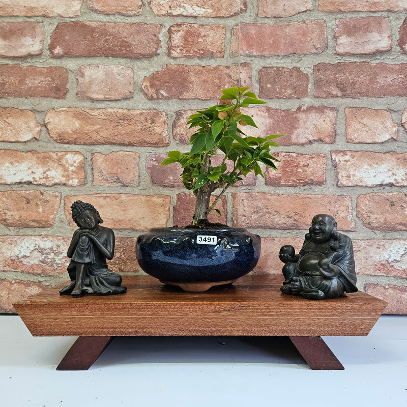 Bougainvillea Bonsai Tree | Broom | In 15cm Pot