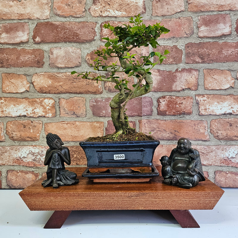 Chinese Privet (Ligustrum Sinense) Bonsai Tree | Shaped | In 15cm Pot