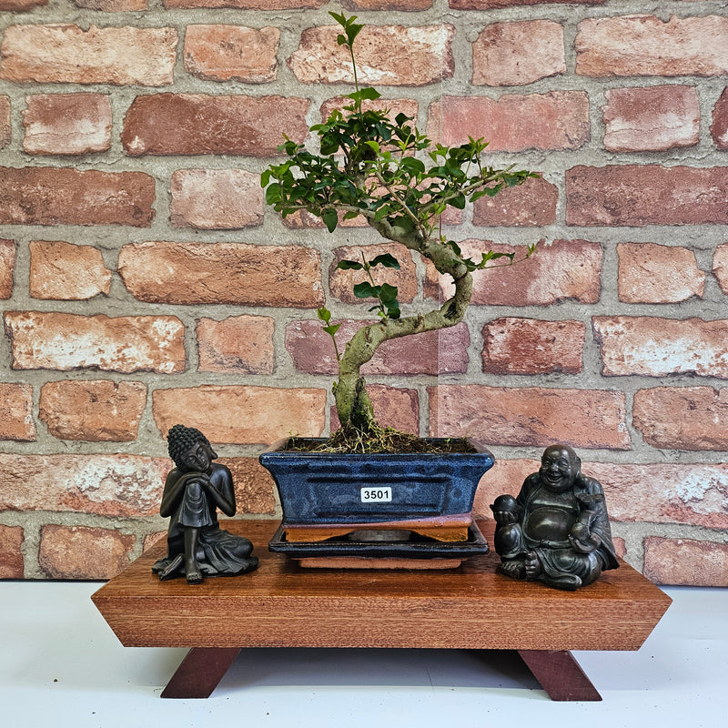 Chinese Privet (Ligustrum Sinense) Bonsai Tree | Shaped | In 15cm Pot