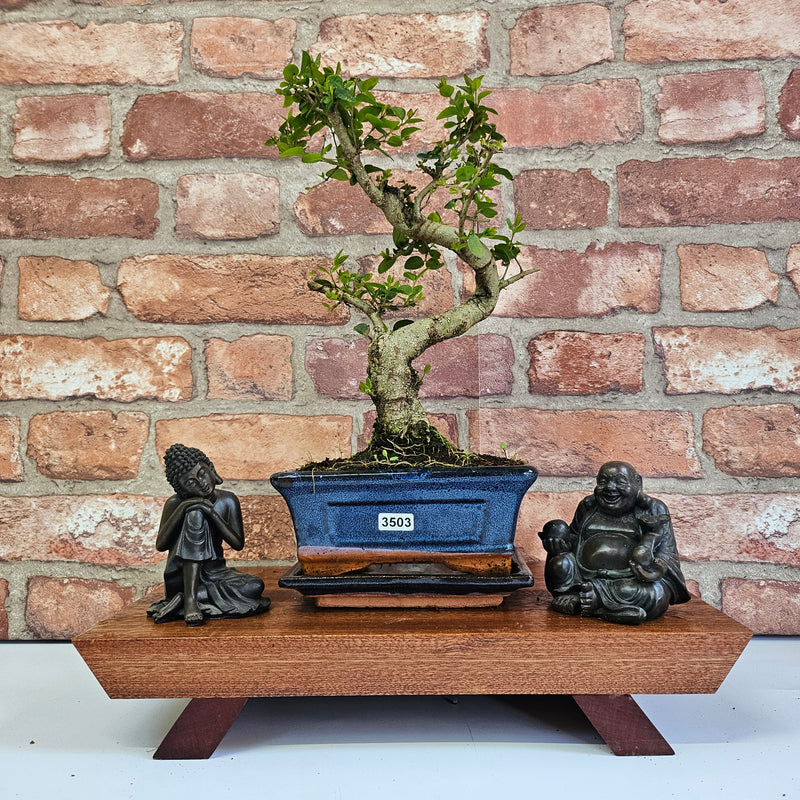 Chinese Privet (Ligustrum Sinense) Bonsai Tree | Shaped | In 15cm Pot