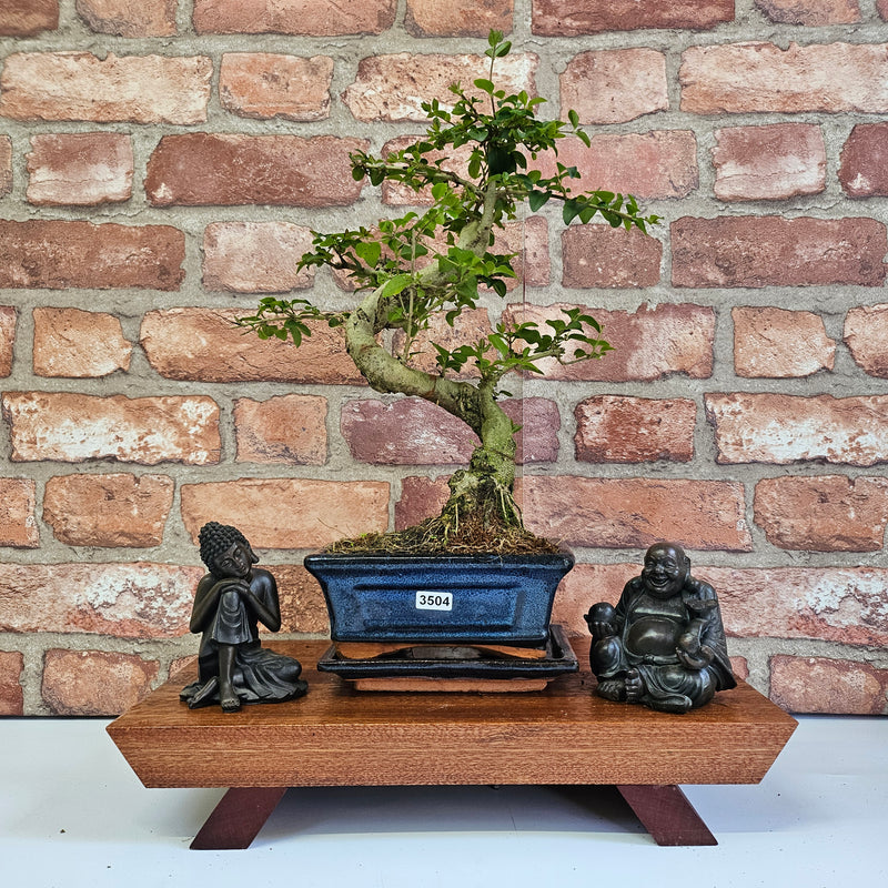 Chinese Privet (Ligustrum Sinense) Bonsai Tree | Shaped | In 15cm Pot