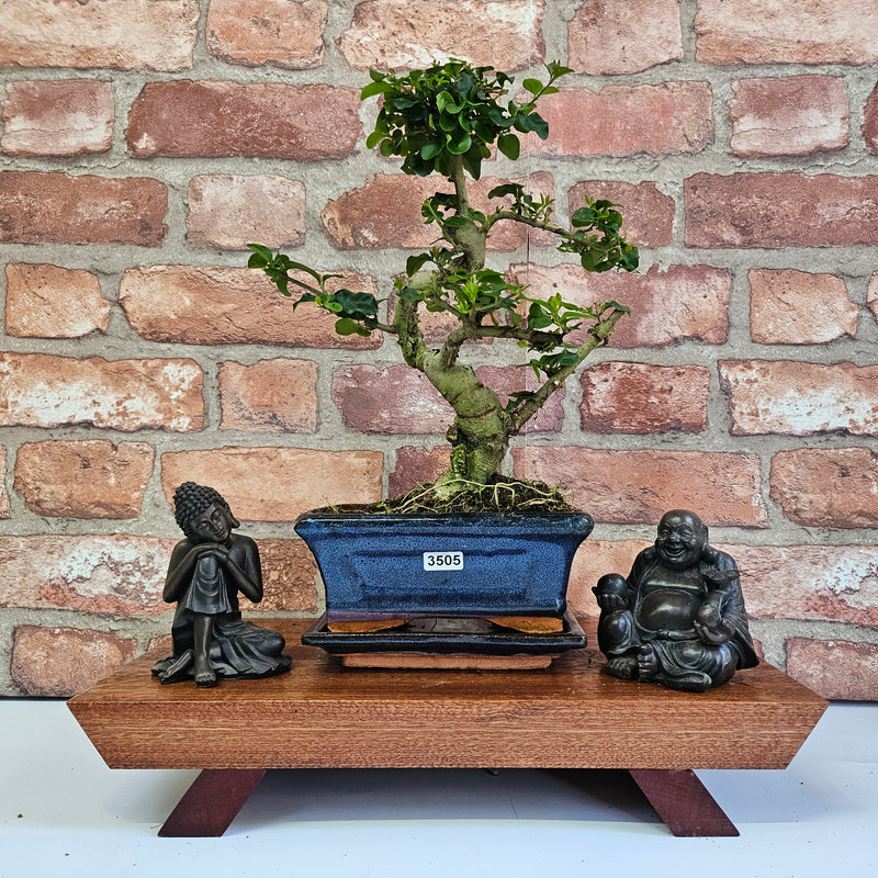 Chinese Privet (Ligustrum Sinense) Bonsai Tree | Shaped | In 15cm Pot