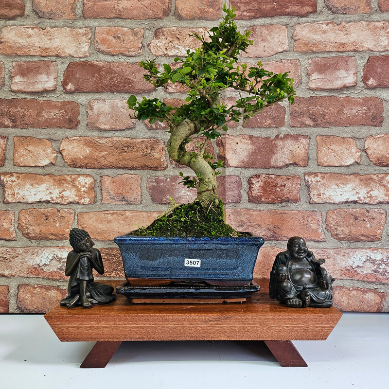 Chinese Privet (Ligustrum Sinense) Bonsai Tree | Shaped | In 20cm Pot