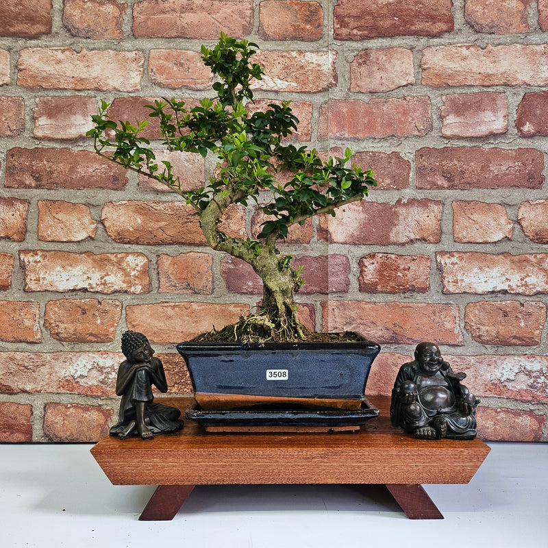 Chinese Privet (Ligustrum Sinense) Bonsai Tree | Shaped | In 20cm Pot