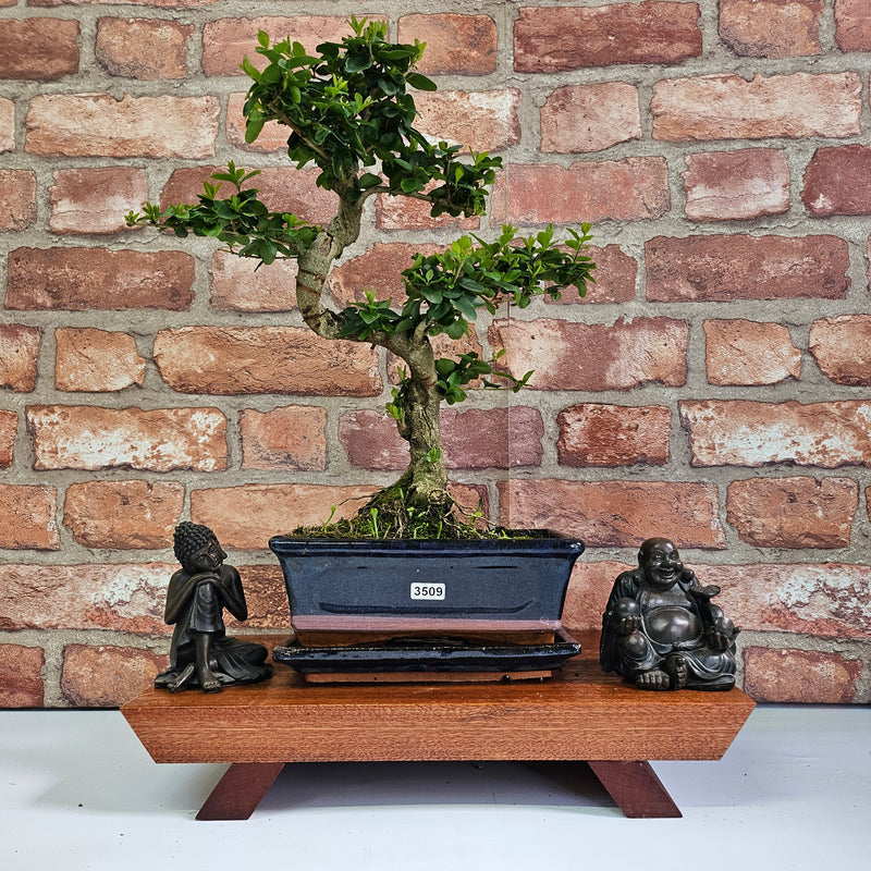 Chinese Privet (Ligustrum Sinense) Bonsai Tree | Shaped | In 20cm Pot