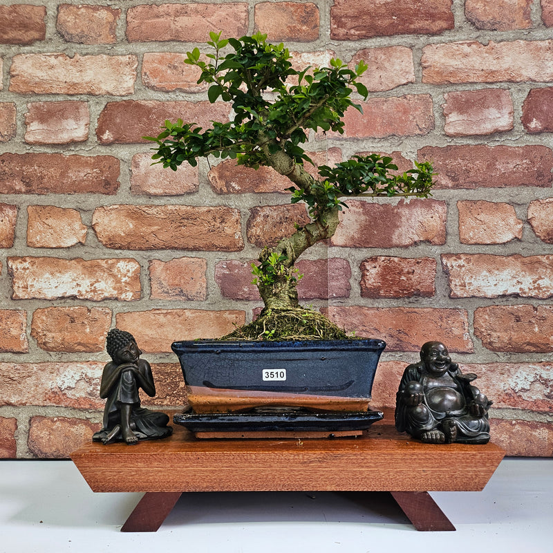 Chinese Privet (Ligustrum Sinense) Bonsai Tree | Shaped | In 20cm Pot