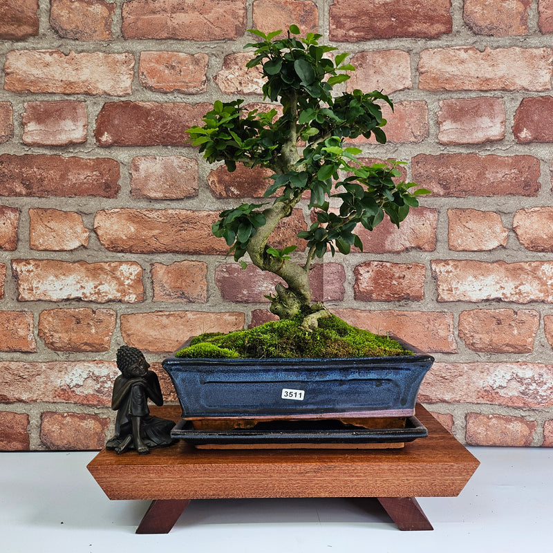 Chinese Privet (Ligustrum Sinense) Bonsai Tree | Shaped | In 25cm Pot