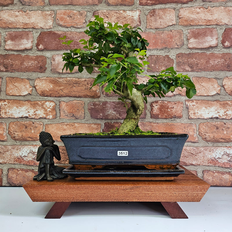 Chinese Privet (Ligustrum Sinense) Bonsai Tree | Shaped | In 25cm Pot