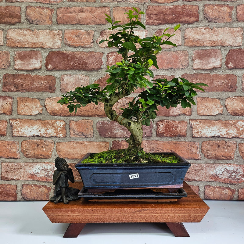 Chinese Privet (Ligustrum Sinense) Bonsai Tree | Shaped | In 25cm Pot