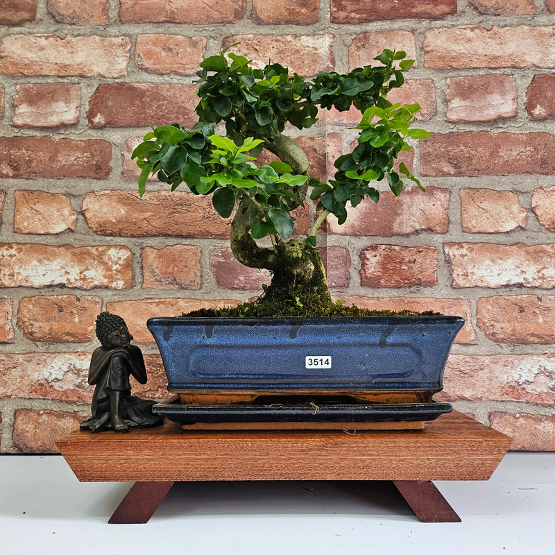 Chinese Privet (Ligustrum Sinense) Bonsai Tree | Shaped | In 25cm Pot