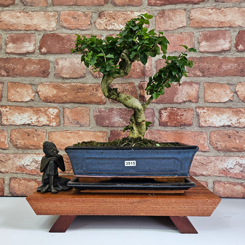 Chinese Privet (Ligustrum Sinense) Bonsai Tree | Shaped | In 25cm Pot