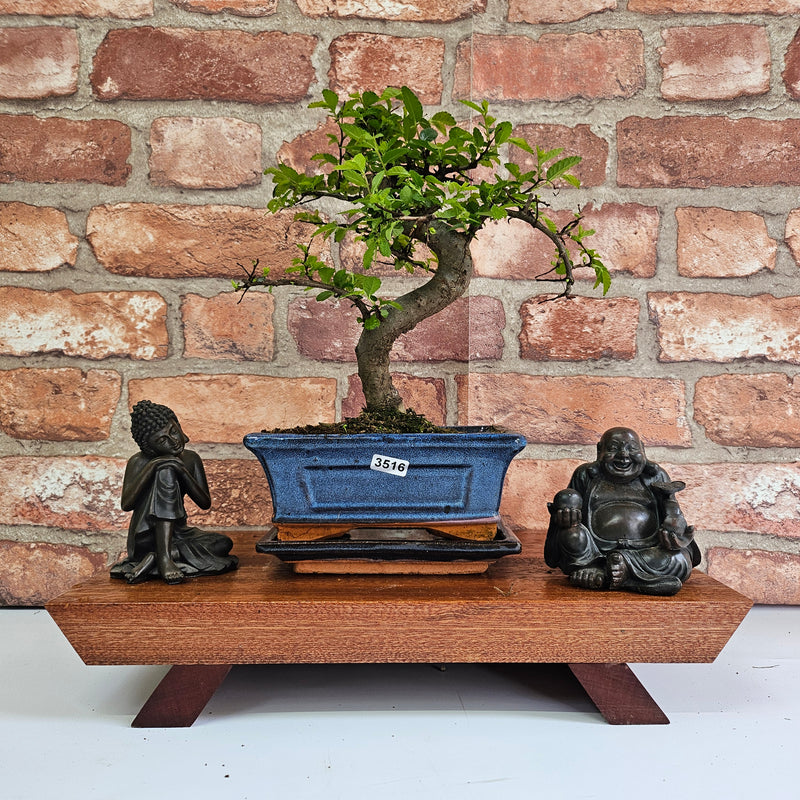 Chinese Elm (Ulmus Parvifolia) Bonsai Tree | Shaped | In 15cm Pot