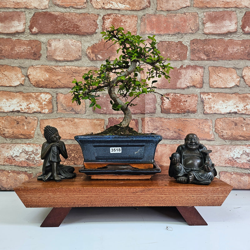 Chinese Elm (Ulmus Parvifolia) Bonsai Tree | Shaped | In 15cm Pot