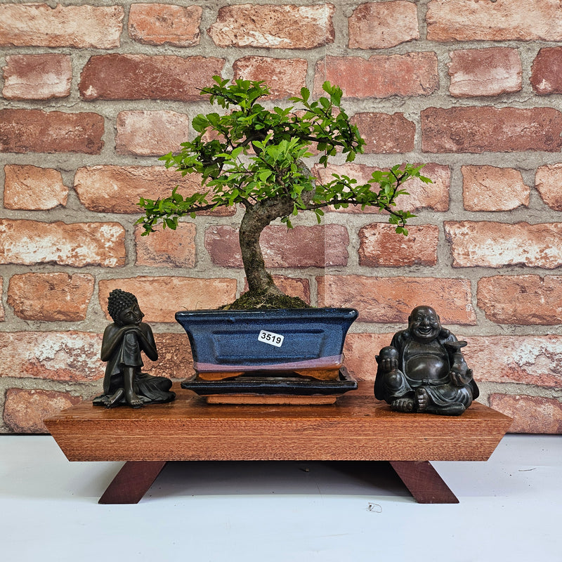 Chinese Elm (Ulmus Parvifolia) Bonsai Tree | Shaped | In 15cm Pot