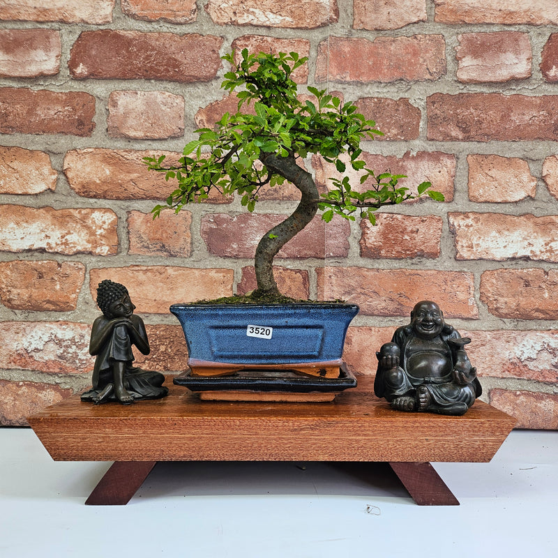 Chinese Elm (Ulmus Parvifolia) Bonsai Tree | Shaped | In 15cm Pot