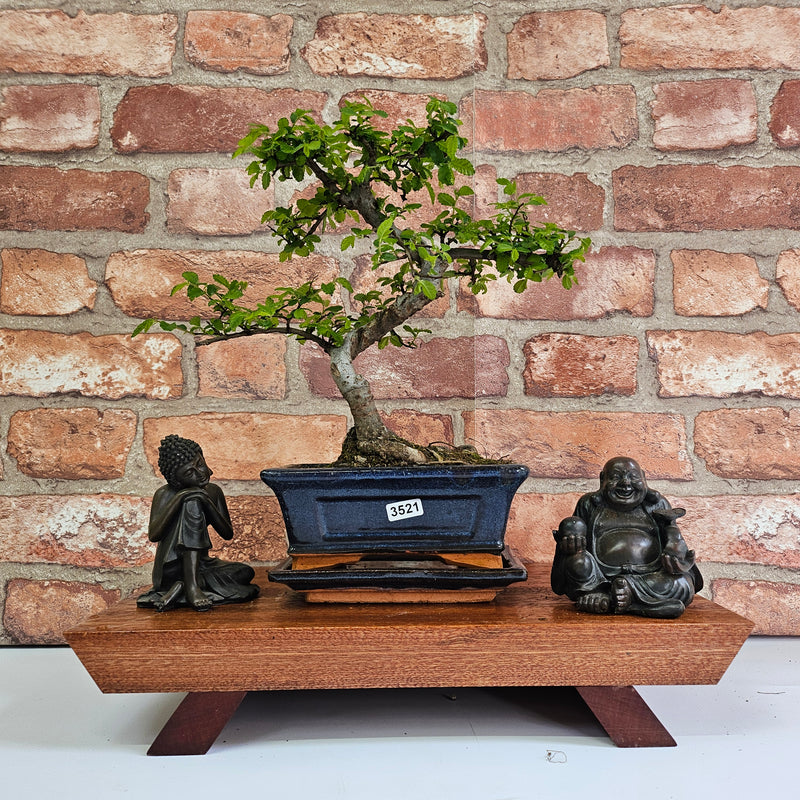 Chinese Elm (Ulmus Parvifolia) Bonsai Tree | Shaped | In 15cm Pot