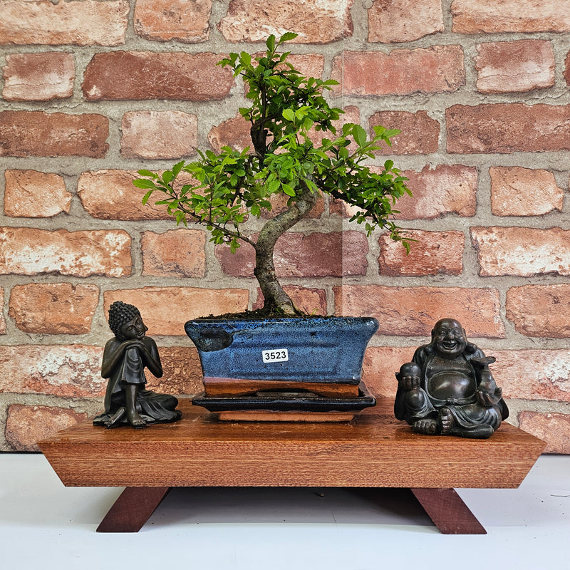 Chinese Elm (Ulmus Parvifolia) Bonsai Tree | Shaped | In 15cm Pot