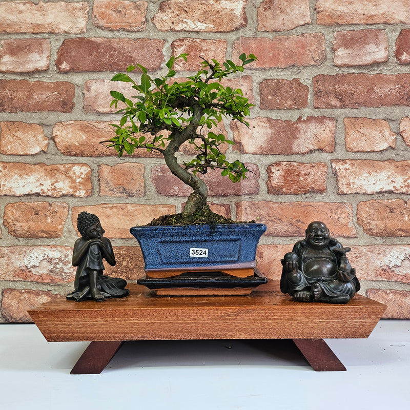 Chinese Elm (Ulmus Parvifolia) Bonsai Tree | Shaped | In 15cm Pot