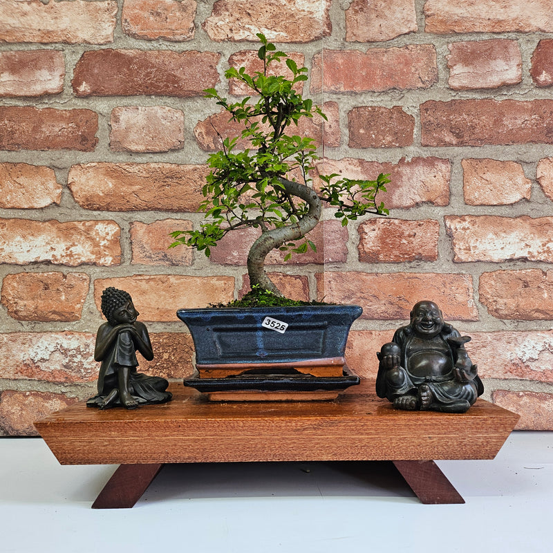 Chinese Elm (Ulmus Parvifolia) Bonsai Tree | Shaped | In 15cm Pot