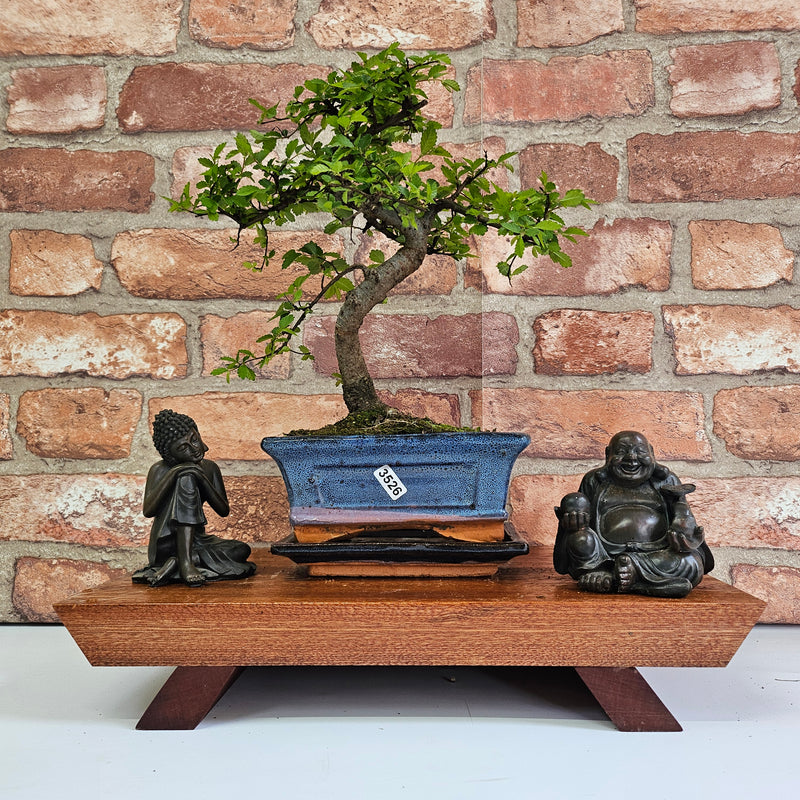 Chinese Elm (Ulmus Parvifolia) Bonsai Tree | Shaped | In 15cm Pot