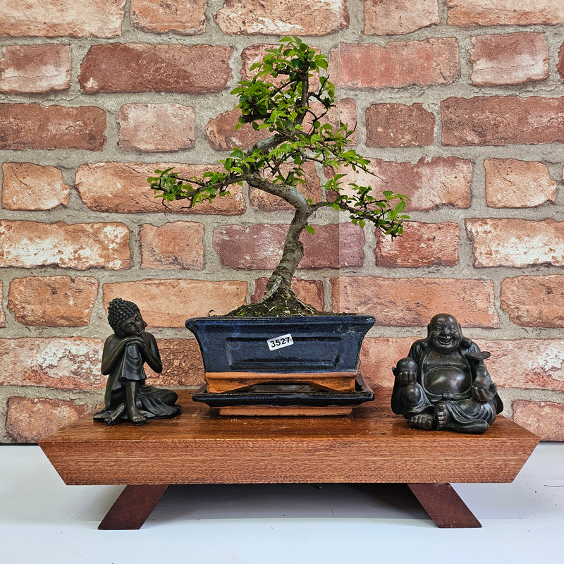 Chinese Elm (Ulmus Parvifolia) Bonsai Tree | Shaped | In 15cm Pot