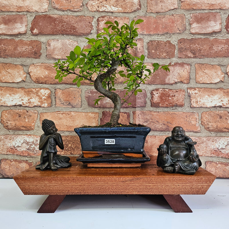 Chinese Elm (Ulmus Parvifolia) Bonsai Tree | Shaped | In 15cm Pot