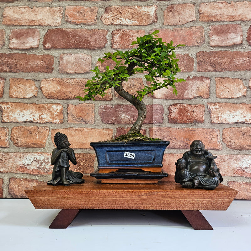 Chinese Elm (Ulmus Parvifolia) Bonsai Tree | Shaped | In 15cm Pot