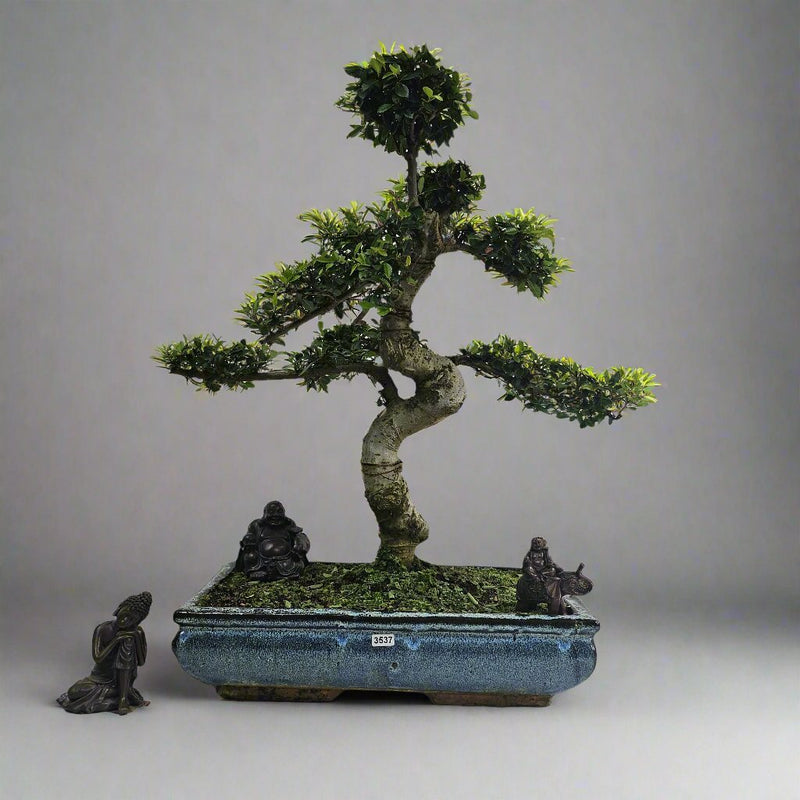 Large Chinese Elm (Ulmus Parvifolia) Bonsai Tree | Shaped | In 40cm Pot