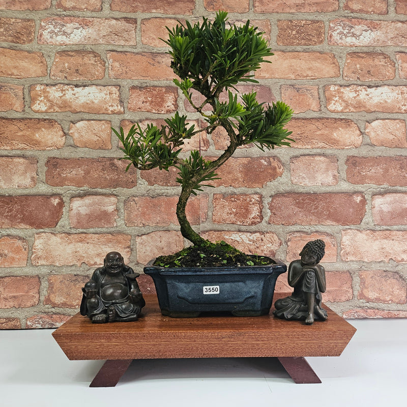 Buddhist Pine (Podocarpus Micro) Bonsai Tree | Shaped | In 20cm Pot