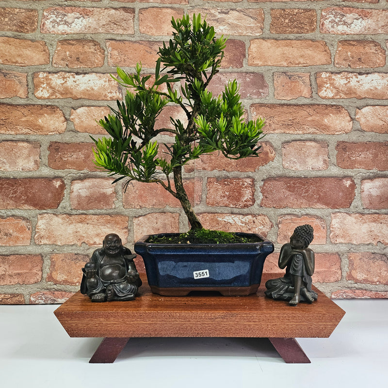 Buddhist Pine (Podocarpus Micro) Bonsai Tree | Shaped | In 20cm Pot