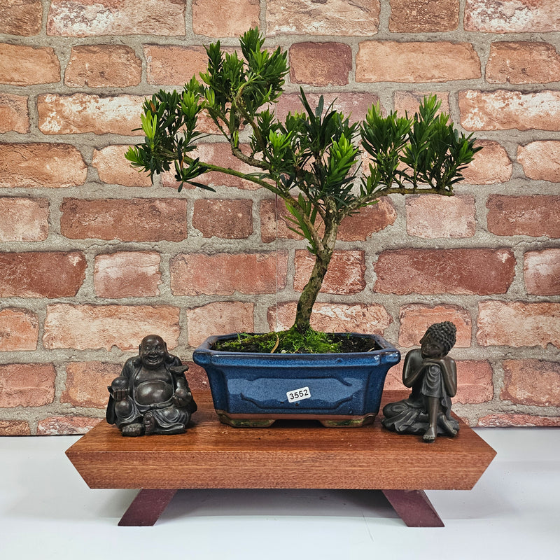 Buddhist Pine (Podocarpus Micro) Bonsai Tree | Shaped | In 20cm Pot