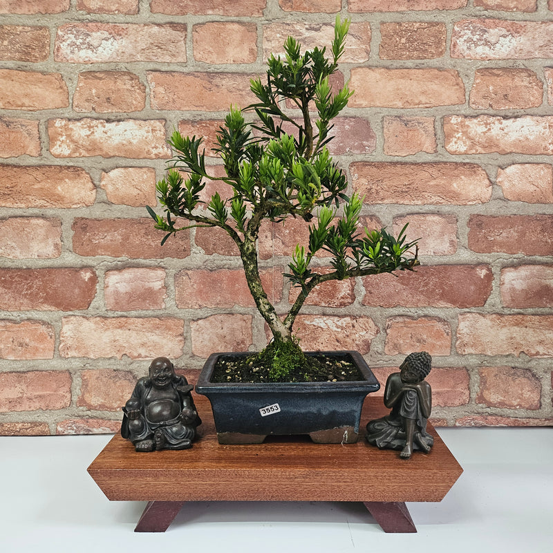 Buddhist Pine (Podocarpus Micro) Bonsai Tree | Shaped | In 20cm Pot