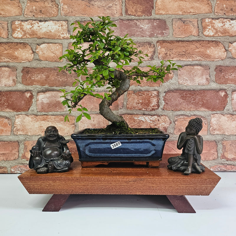 Chinese Elm (Ulmus Parvifolia) Bonsai Tree | Shaped | In 20cm Pot