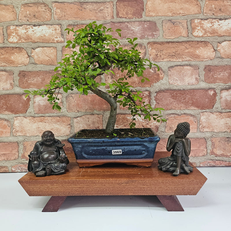 Chinese Elm (Ulmus Parvifolia) Bonsai Tree | Shaped | In 20cm Pot