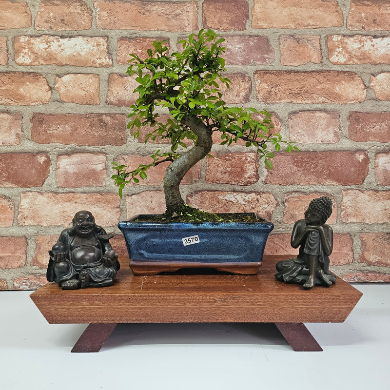 Chinese Elm (Ulmus Parvifolia) Bonsai Tree | Shaped | In 20cm Pot