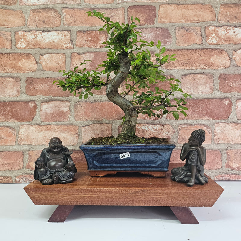 Chinese Elm (Ulmus Parvifolia) Bonsai Tree | Shaped | In 20cm Pot