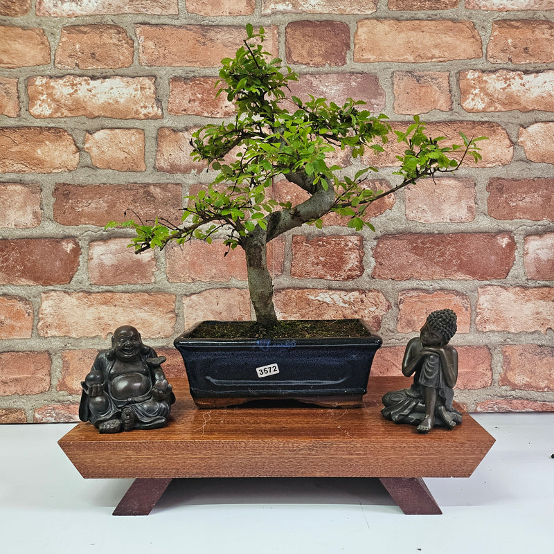 Chinese Elm (Ulmus Parvifolia) Bonsai Tree | Shaped | In 20cm Pot