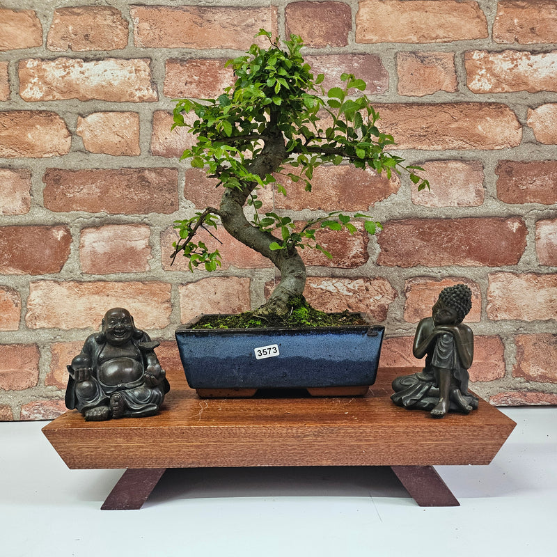 Chinese Elm (Ulmus Parvifolia) Bonsai Tree | Shaped | In 20cm Pot