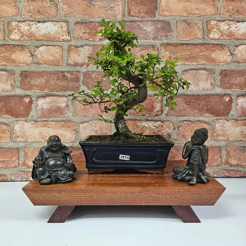 Chinese Elm (Ulmus Parvifolia) Bonsai Tree | Shaped | In 20cm Pot