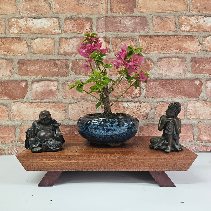 Bougainvillea Bonsai Tree | Broom | In 15cm Pot